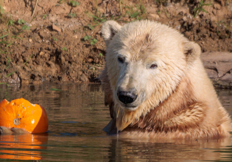 How we helped build a new low carbon home for a polar bear at Jimmy’s Farm & Wildlife Park