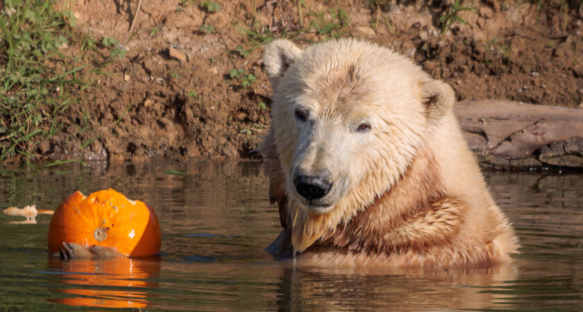 How we helped build a new low carbon home for a polar bear at Jimmy’s Farm & Wildlife Park